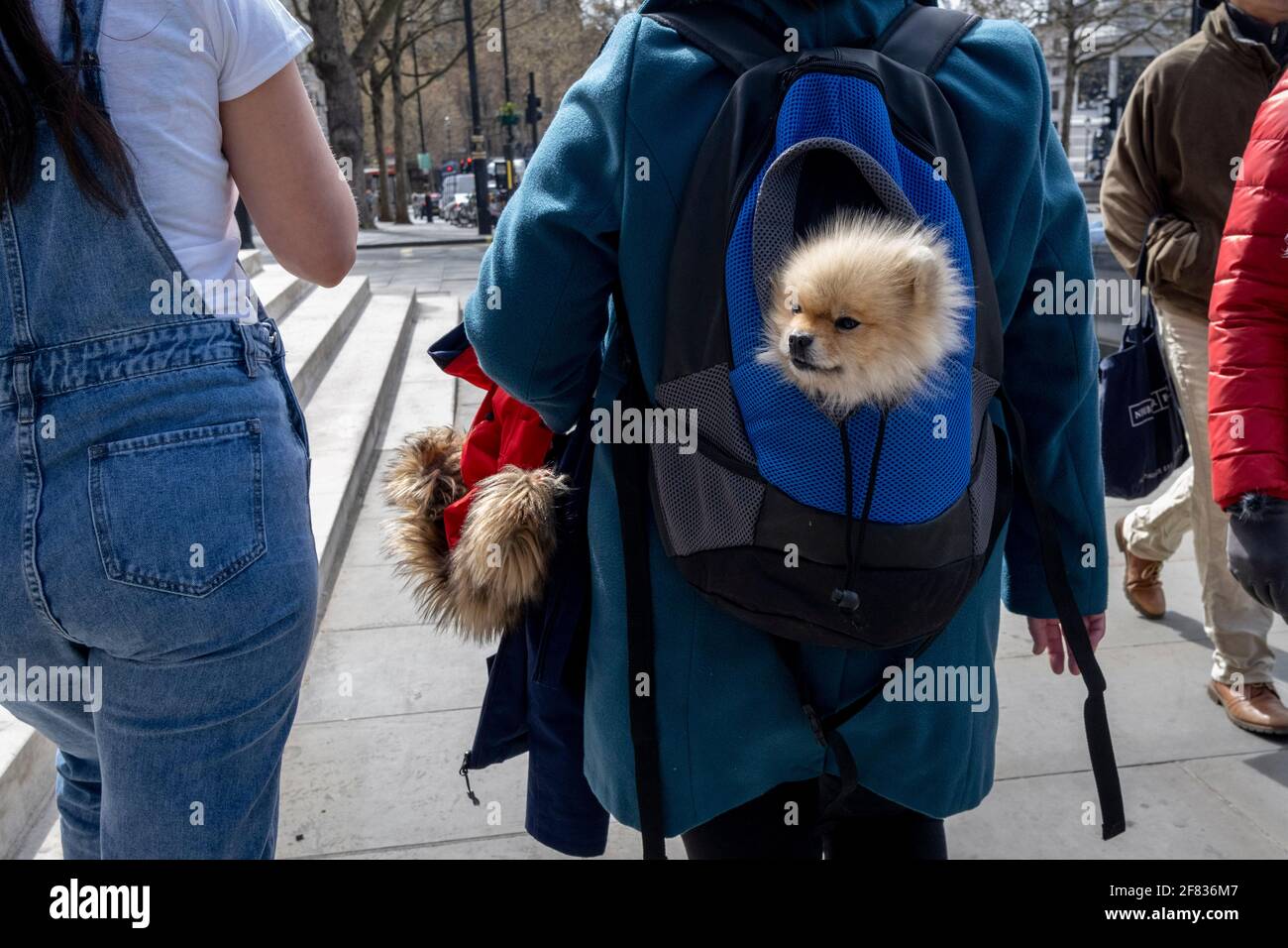 A Pomeranian toy dog is carried in its owner's daypack and next to a