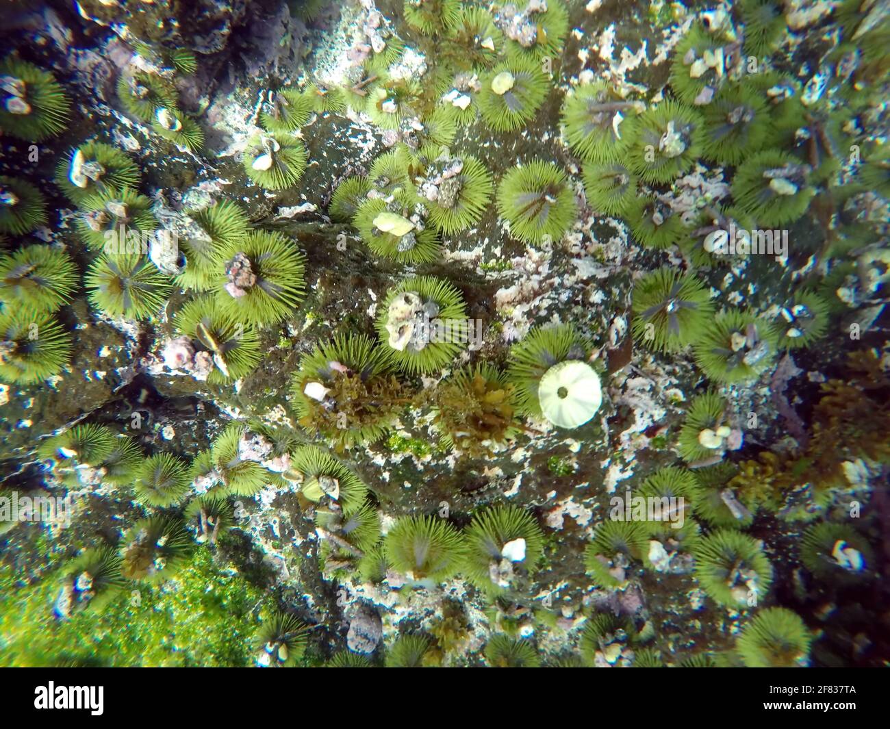 Green sea urchin with shells stuck to it at Punta Espinoza, Fernandina Island, Galapagos, Ecuador Stock Photo