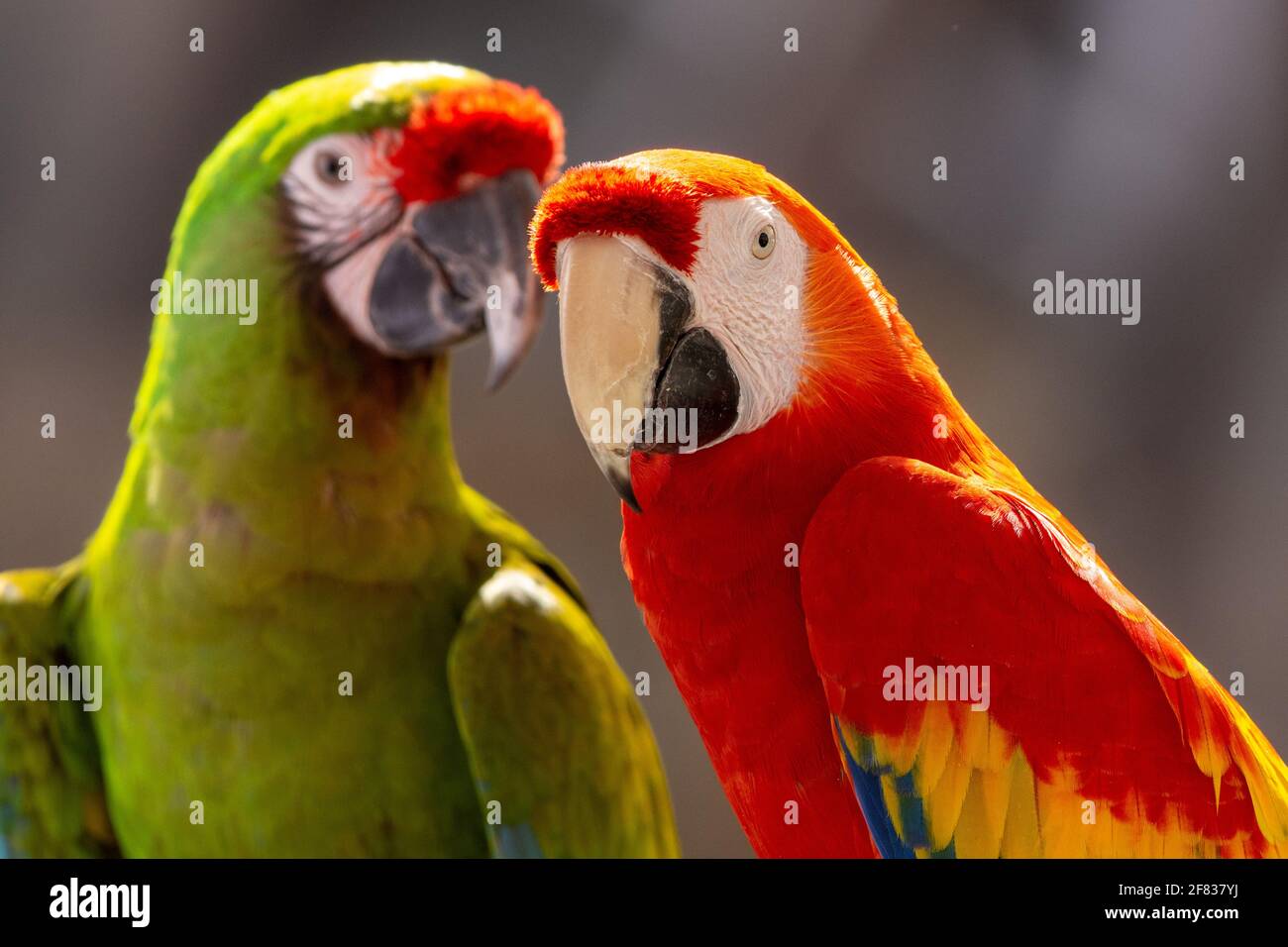 Macaw Amazon Rainforest Brazil High Resolution Stock Photography And Images Alamy