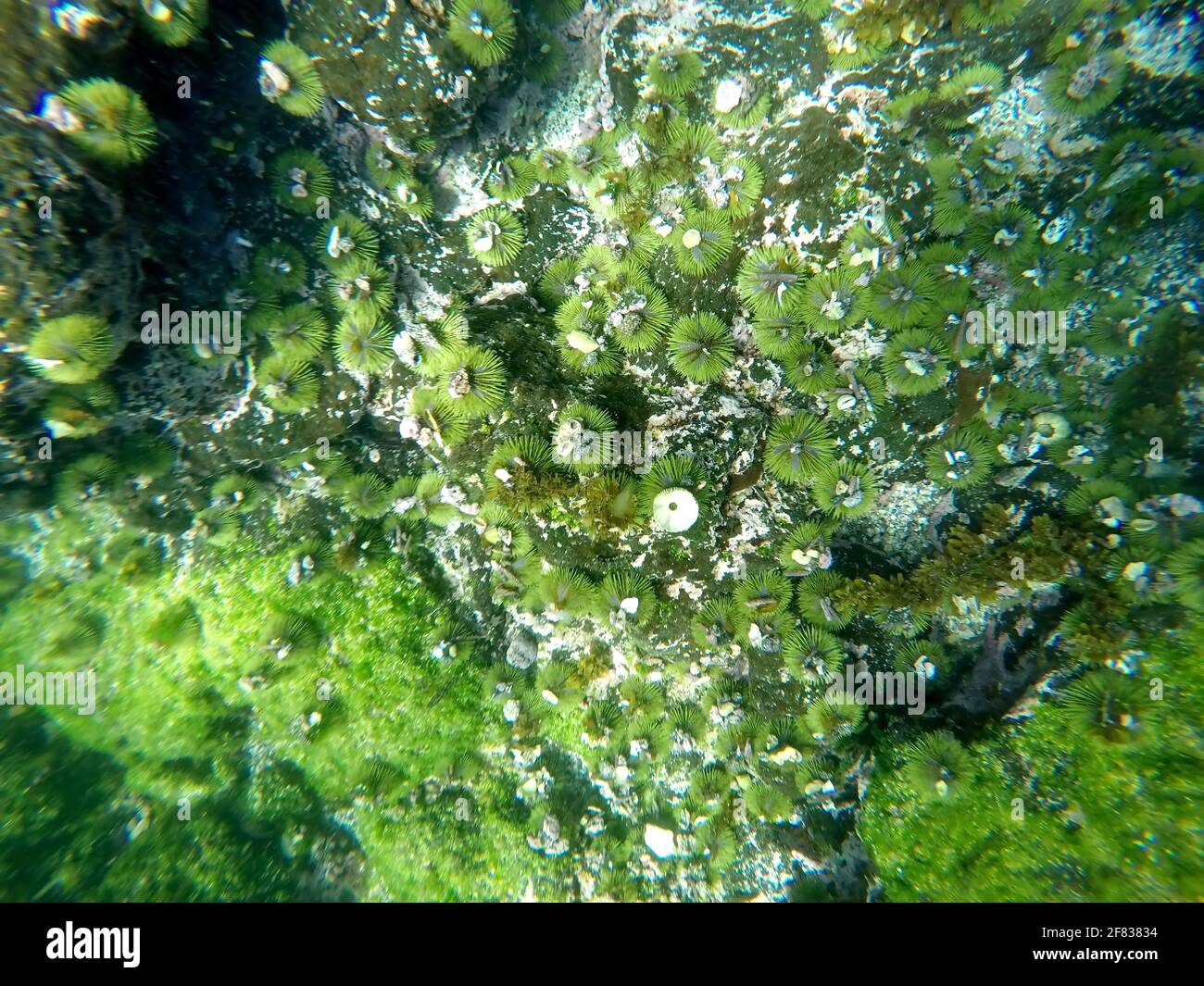 Green sea urchin with shells stuck to it at Punta Espinoza, Fernandina Island, Galapagos, Ecuador Stock Photo