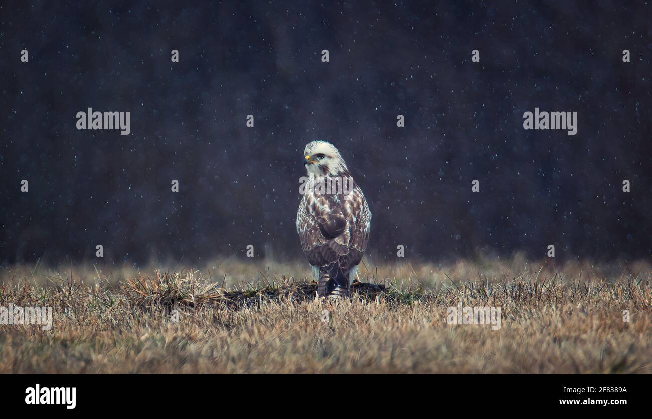 Buteo buteo white form sits on the ground and is hunting, the best photo. Stock Photo