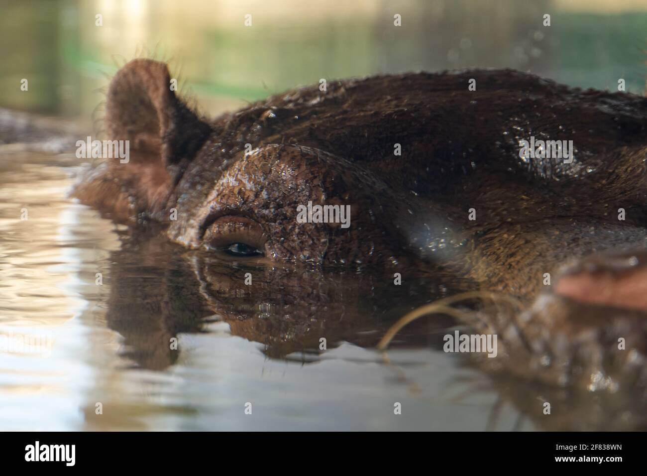 A Common Hippopotamus Hippopotamus Amphibius Partially Submerged a-common-hippopotamus-hippopotamus-amphibius-partially-submerged