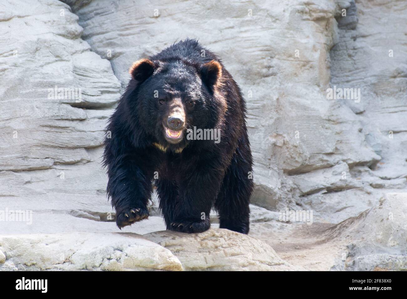 Asian black bear (Ursus thibetanus), or moon bear and white-chested bear walks along the rocks. Stock Photo