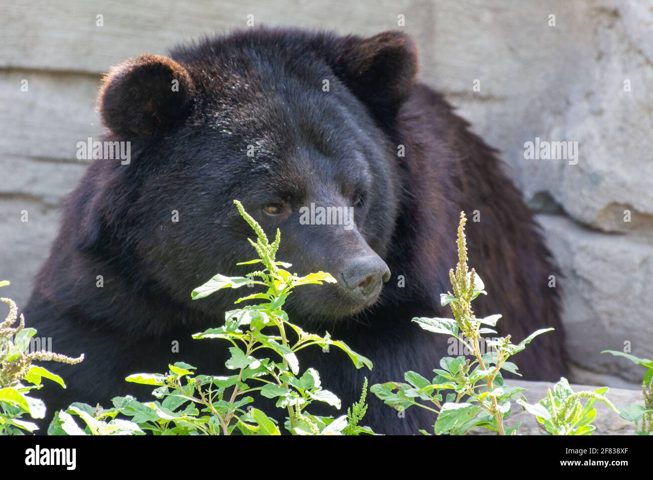 Asian black bear (Ursus thibetanus), or moon bear and white-chested bear head very close up Stock Photo