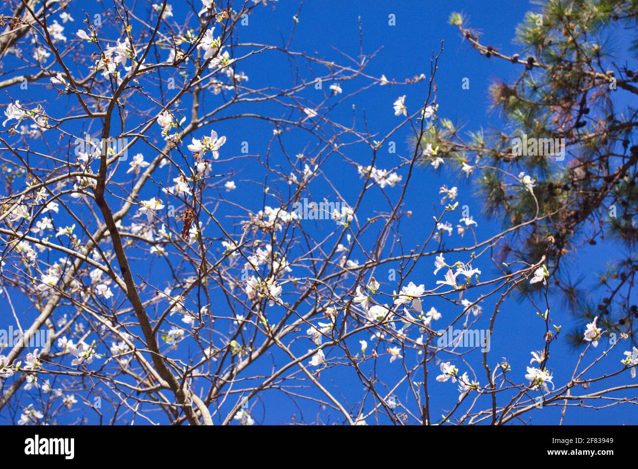 Bauhinia variegata tree on blue sky background Stock Photo