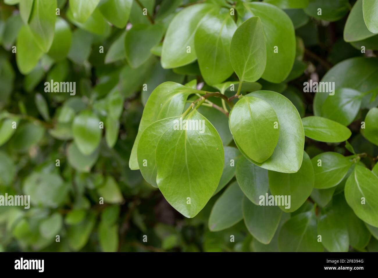 Griselinia littoralis or kapuka or New Zealand broadleaf branch with apical ovate leaves. Stock Photo