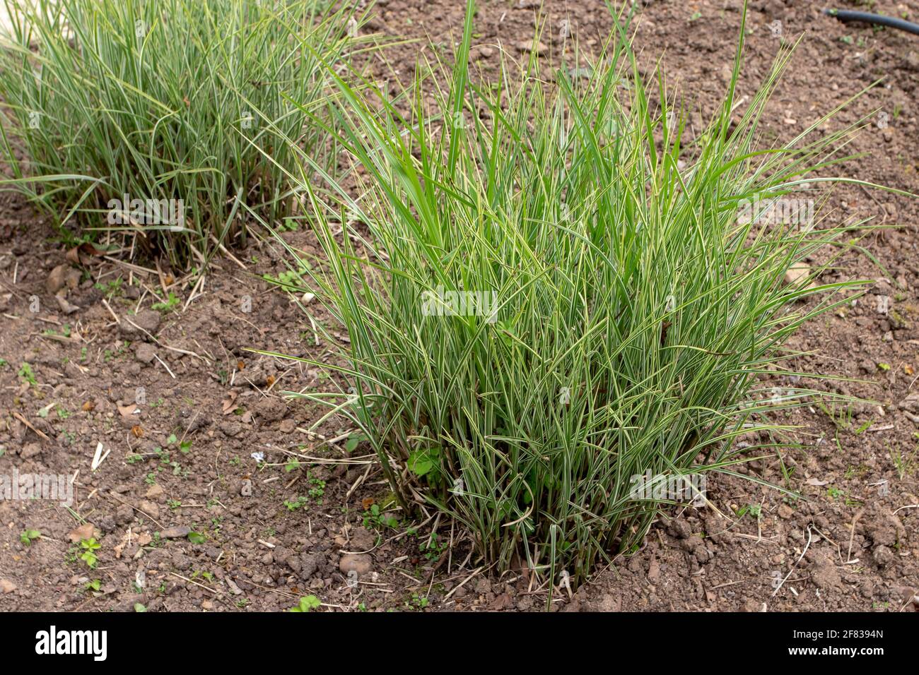 Miscanthus sinensis or eulalia or Chinese silver grass plants Stock Photo