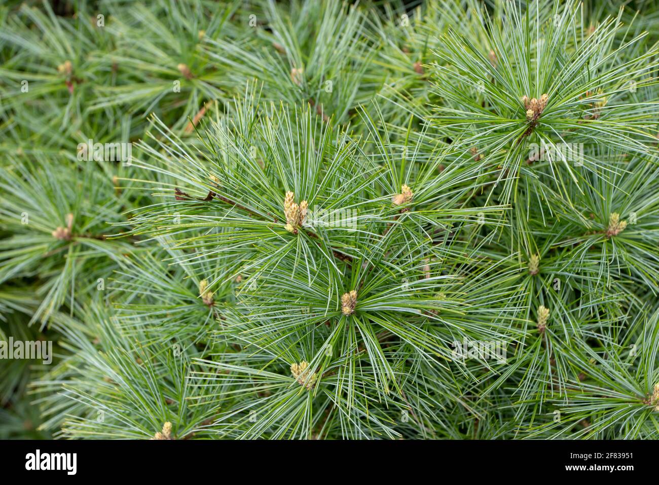 Pinus strobus or white or Weymouth pine tree branches Stock Photo