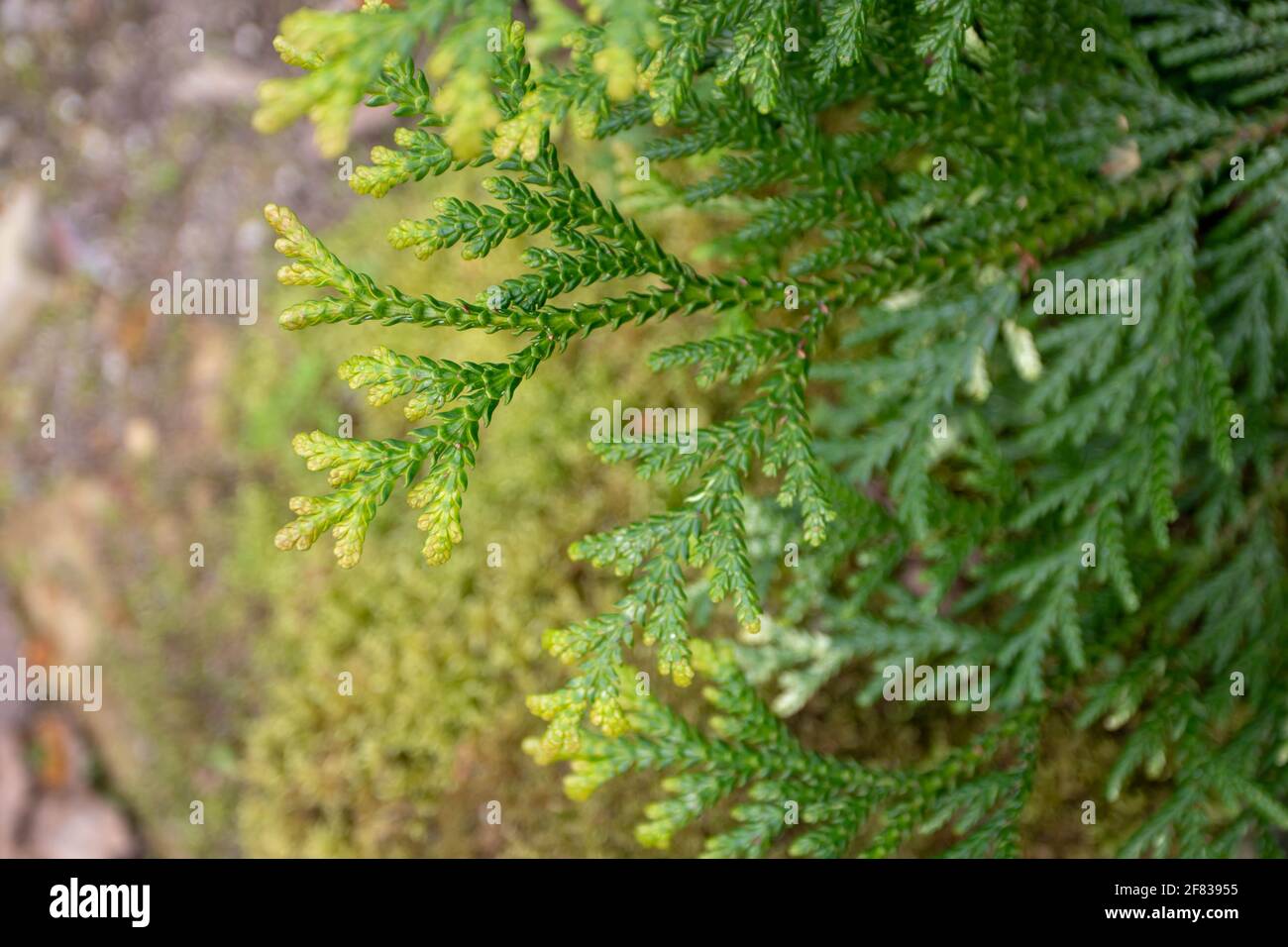 Thujopsis dolabrata or hiba or false arborvitae branches Stock Photo