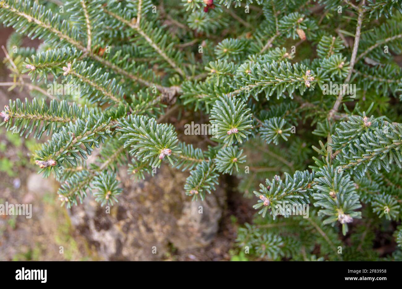 Abies koreana or korean fir coniferous tree branches Stock Photo