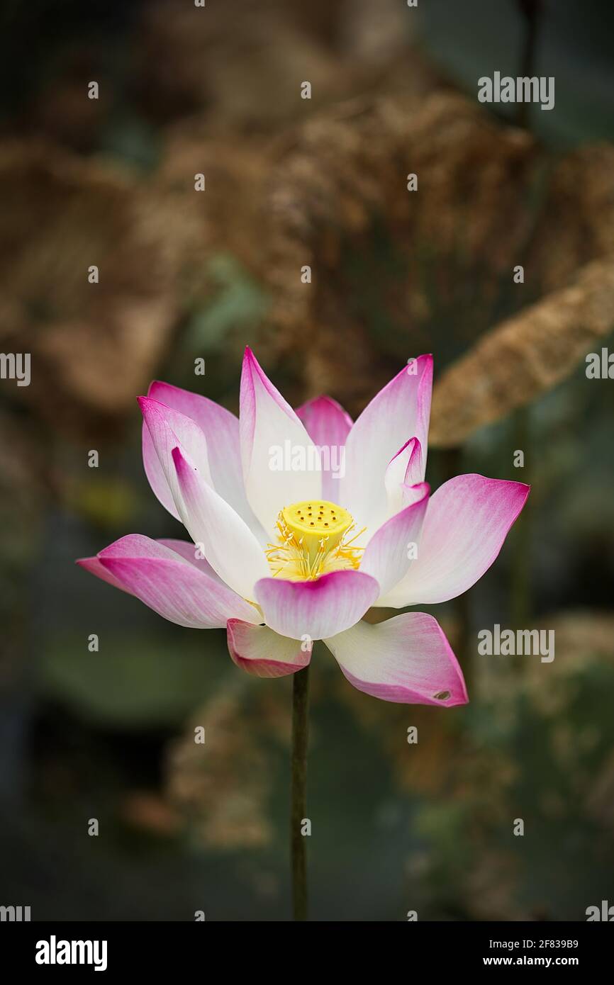 Pink Lotus (Nelumbo nucifera) flower and leaves Stock Photo