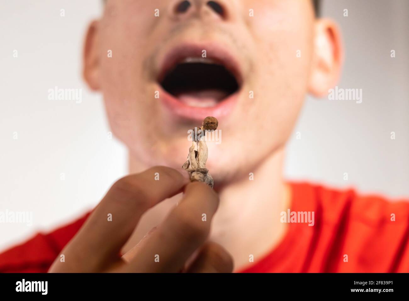 Psilocybin psychedelic microdosing. Magic Mushrooms being eaten by a casual man. Stock Photo