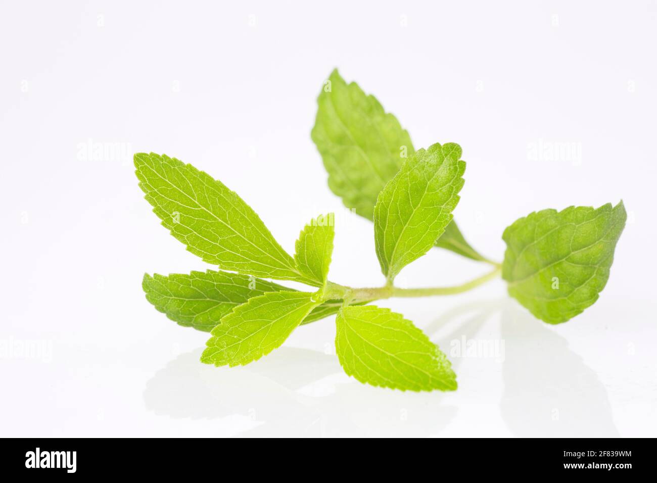 Fresh green leaves stevia Stevia rebaudiana Stock Photo Alamy