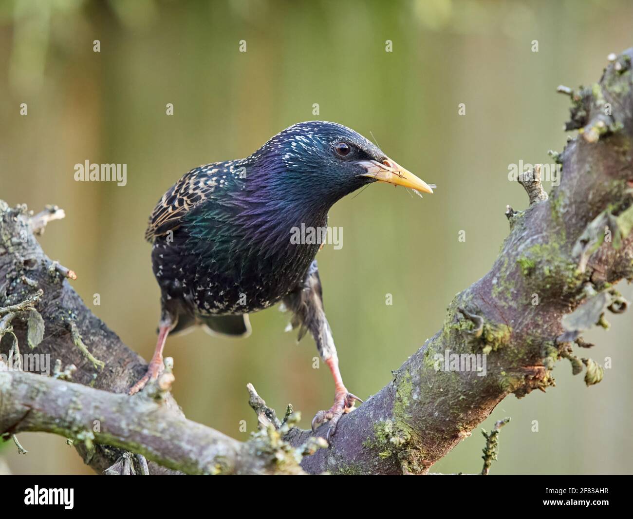 Starling, Sturnus Vulgaris, with insect in beak looks for mealworms hidden in an old branch Stock Photo