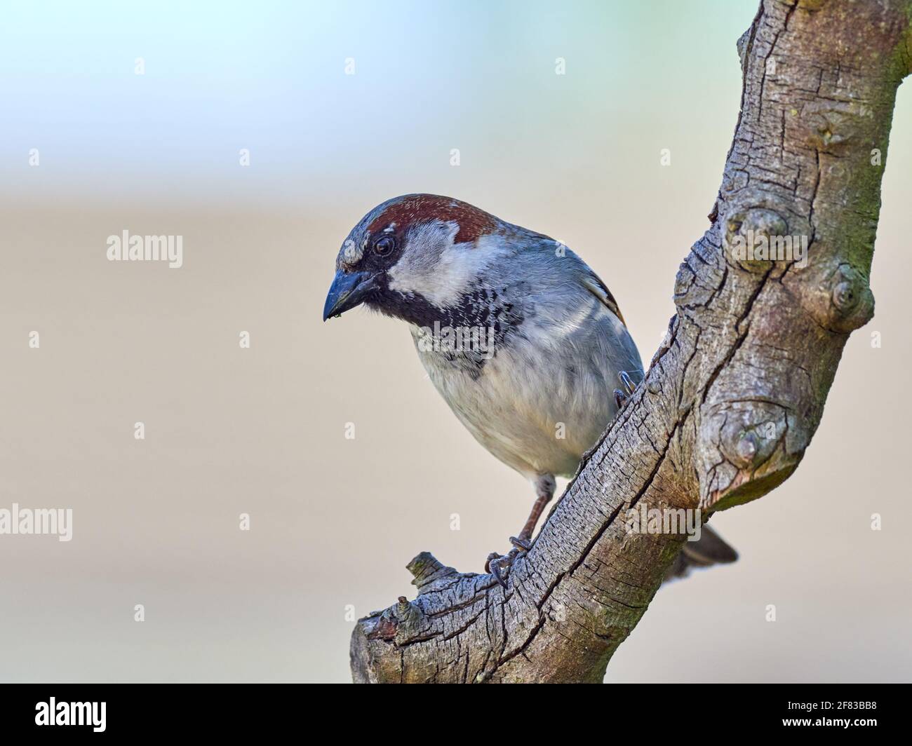 Male House Sparrow Perched on a Back Garden tree branch Stock Photo