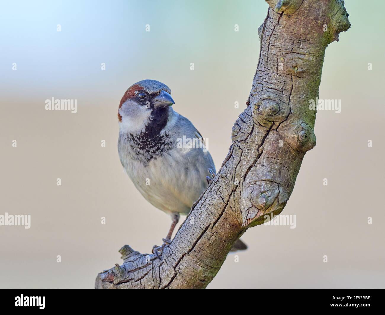 Male House Sparrow Perched on a Back Garden tree branch Stock Photo