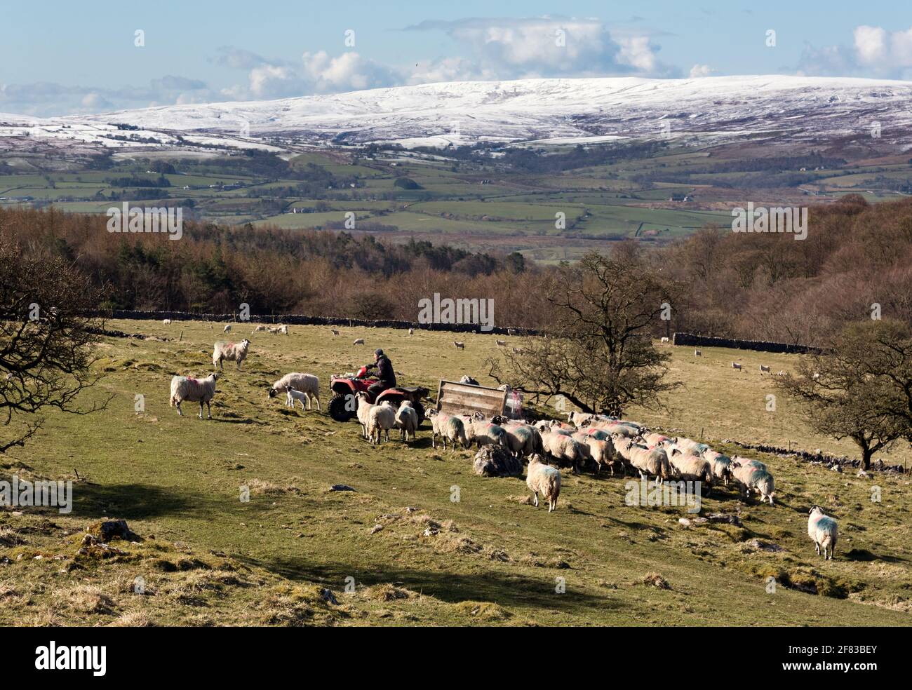 Springtime, but cold weather, Clapdale near Clapham in the Yorkshire Dales National Park. A farmer gathers his Swaledale sheep to take them down to lower land for lambing. On the horizon, overnight snow can be seen on the hills of The Forest Of Bowland. Credit: John Bentley/Alamy Live News Stock Photo