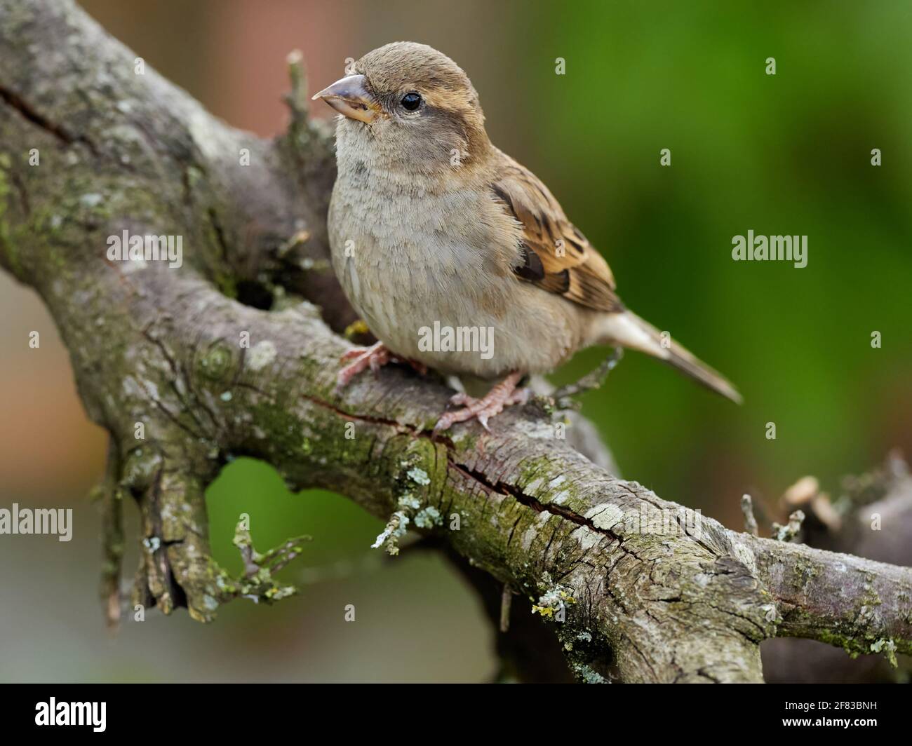 Protecting british native birds hi-res stock photography and images - Alamy