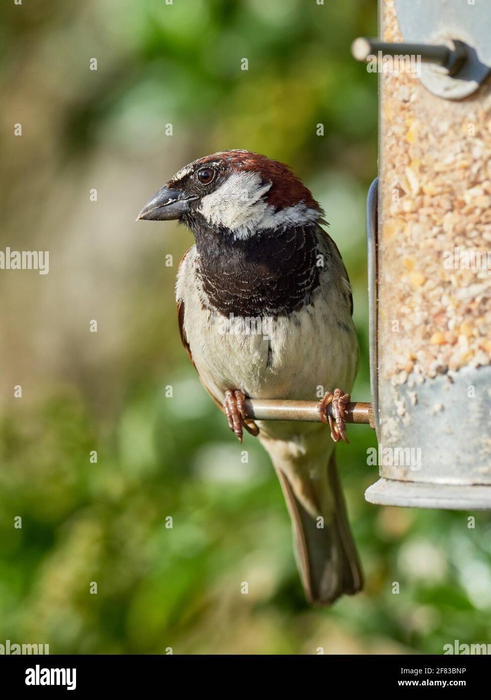 Male House Sparrow Perched on a Back Garden tree branch Stock Photo