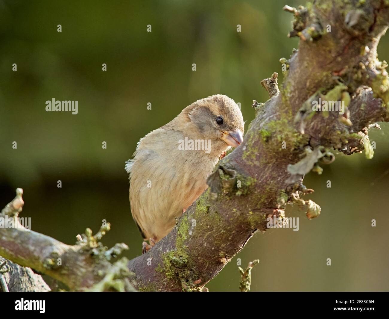 Finding mealworms in old tree branch hires stock photography and