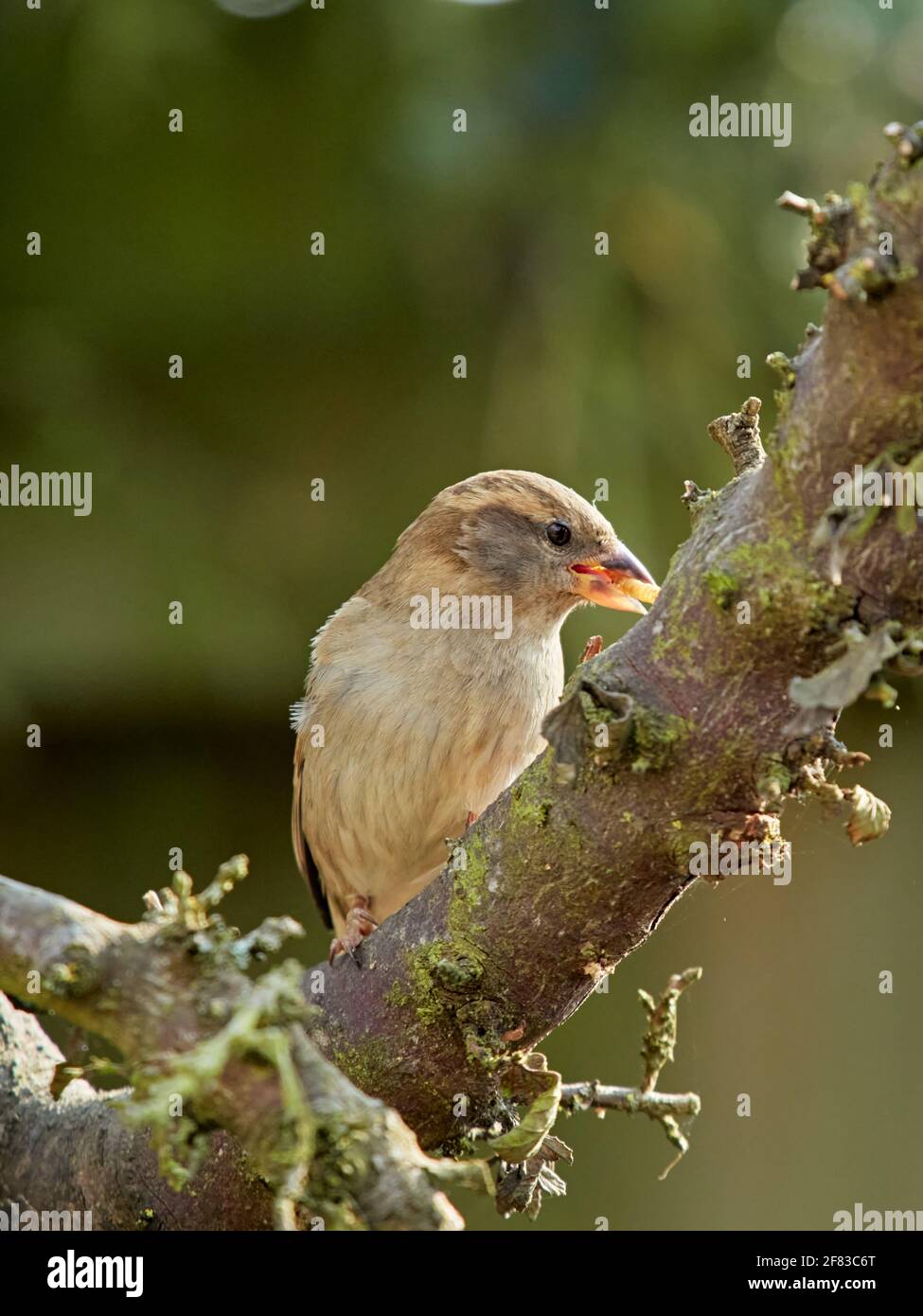 Finding mealworms in old tree branch hires stock photography and