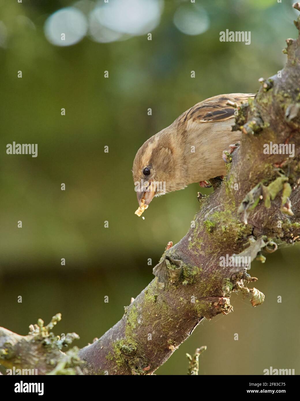 Finding mealworms in old tree branch hires stock photography and