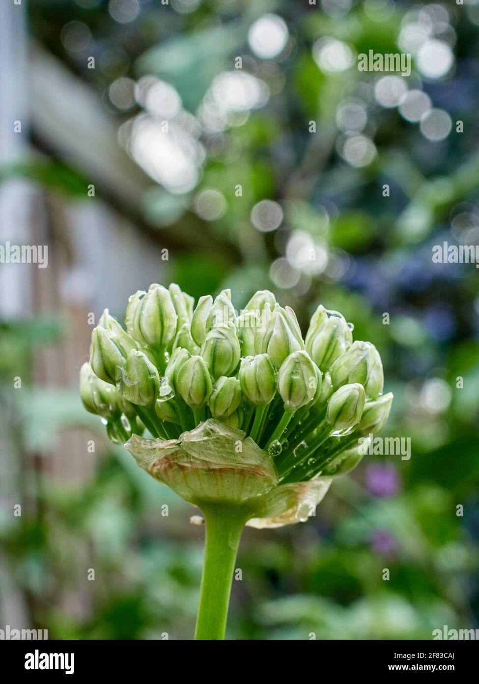 White Allium Nigrum Opening Up Stock Photo