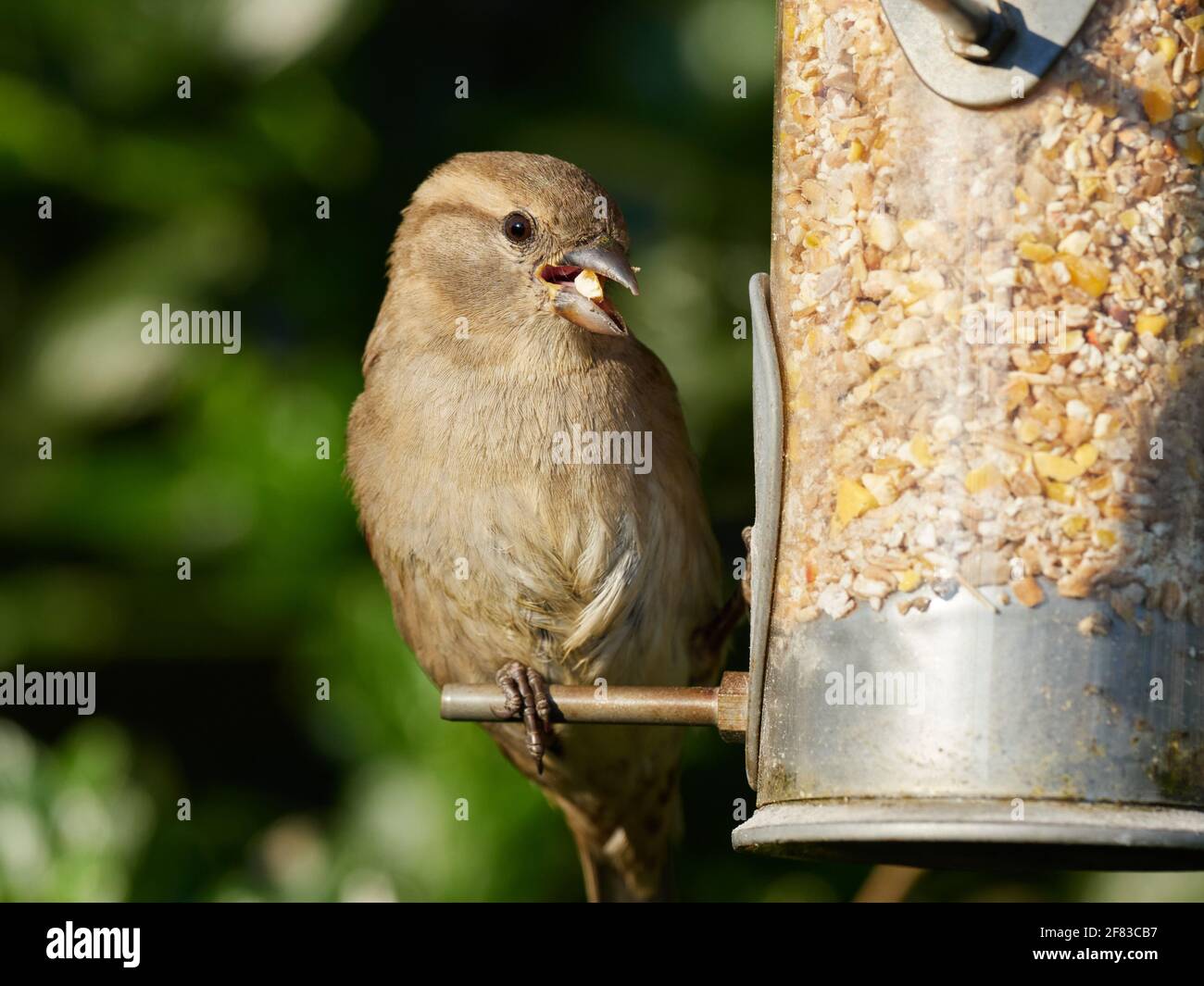 Juvenile Female House Sparrow with seed perches on a seed feeder in a typical British back garden Stock Photo