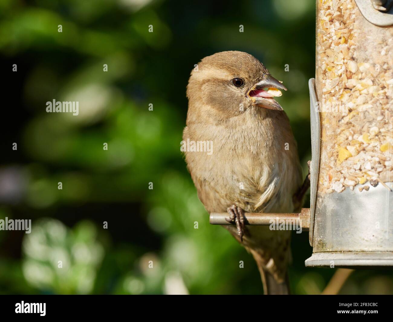 Juvenile Female House Sparrow with seed perches on a seed feeder in a typical British back garden Stock Photo