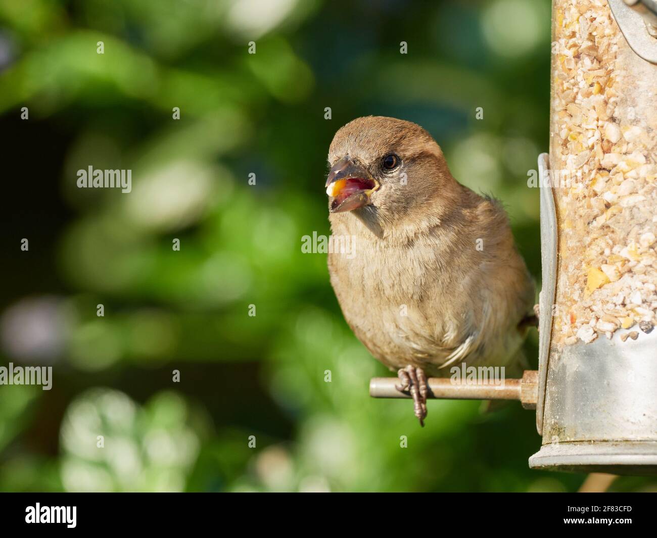 Juvenile Female House Sparrow with seed perches on a seed feeder in a typical British back garden Stock Photo