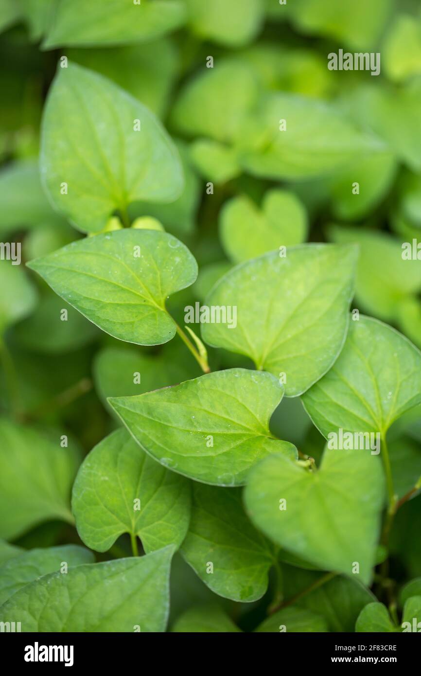 Houttuynia cordata (chameleon plant, heart leaf, fish wort) green leaves in the garden Stock Photo