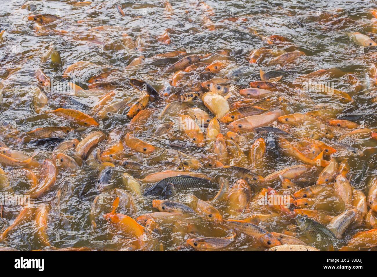A shoal of Carp fish Stock Photo