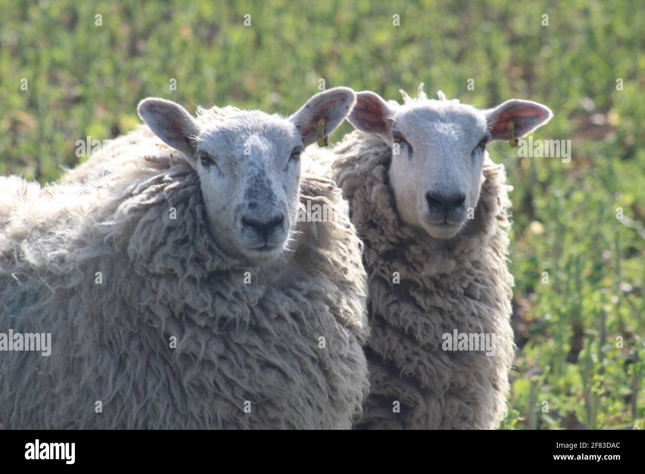 Sheep grazing in field at laming time In spring In North Yorkshire UK ...