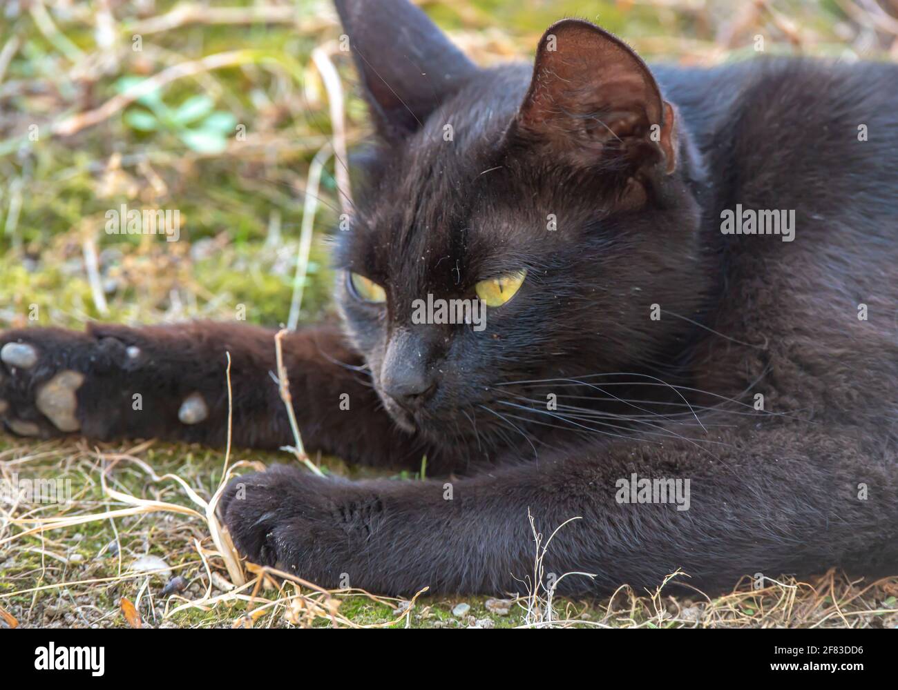 Black cat lying on grass hi-res stock photography and images - Alamy