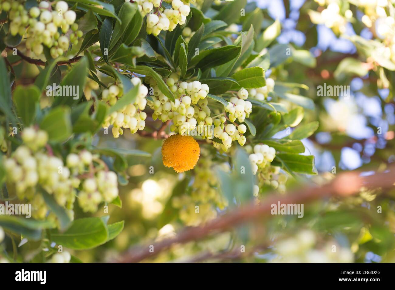 Arbousier (Arbutus unedo), the strawberry tree - small tree in the flowering plant family Ericaceae Stock Photo