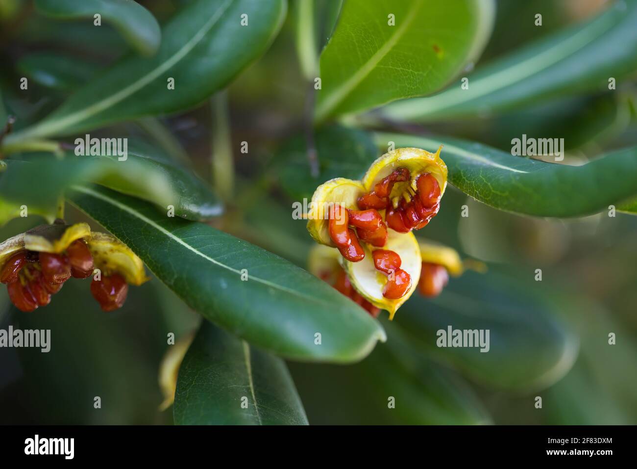 Seeds and leaves of Euonymus japonicus (a species of flowering plant in the family Celastraceae) Stock Photo