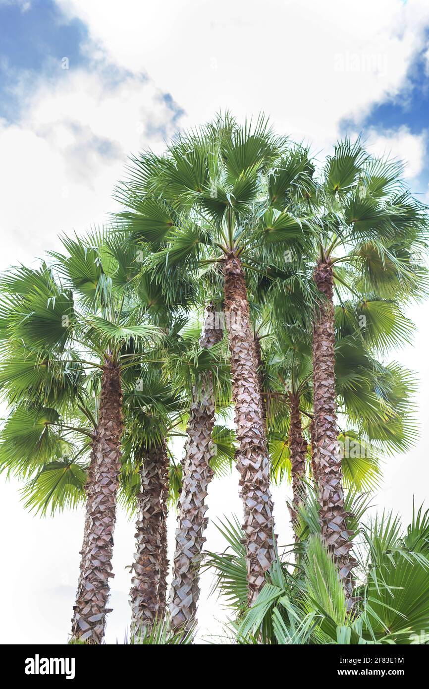 Sabal Palm trees in cloudy sky background Stock Photo