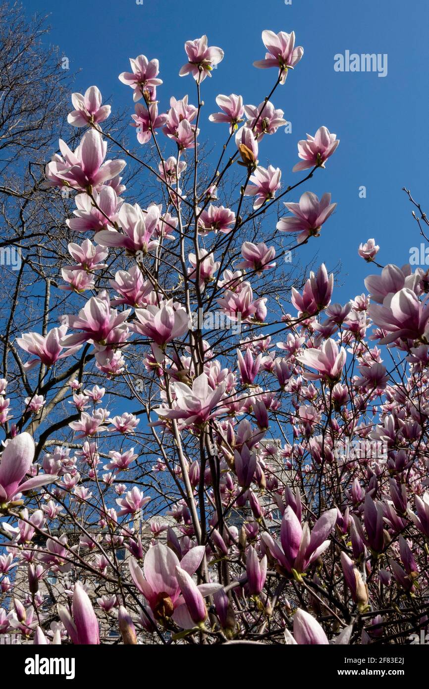 Spring magnolia tree urban park hi-res stock photography and images - Alamy