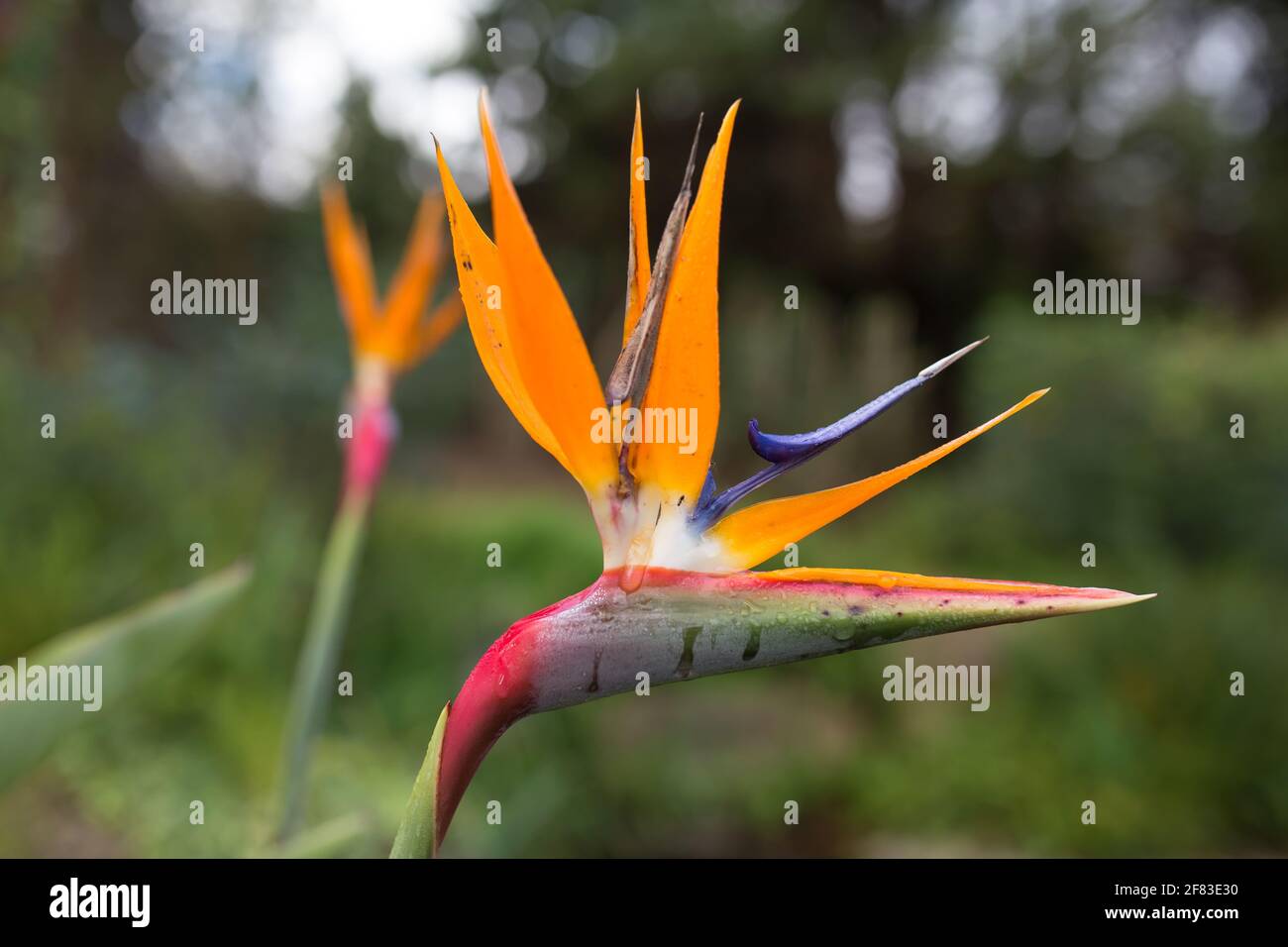 Crane flower (Bird of paradise) flowers in the garden Stock Photo - Alamy