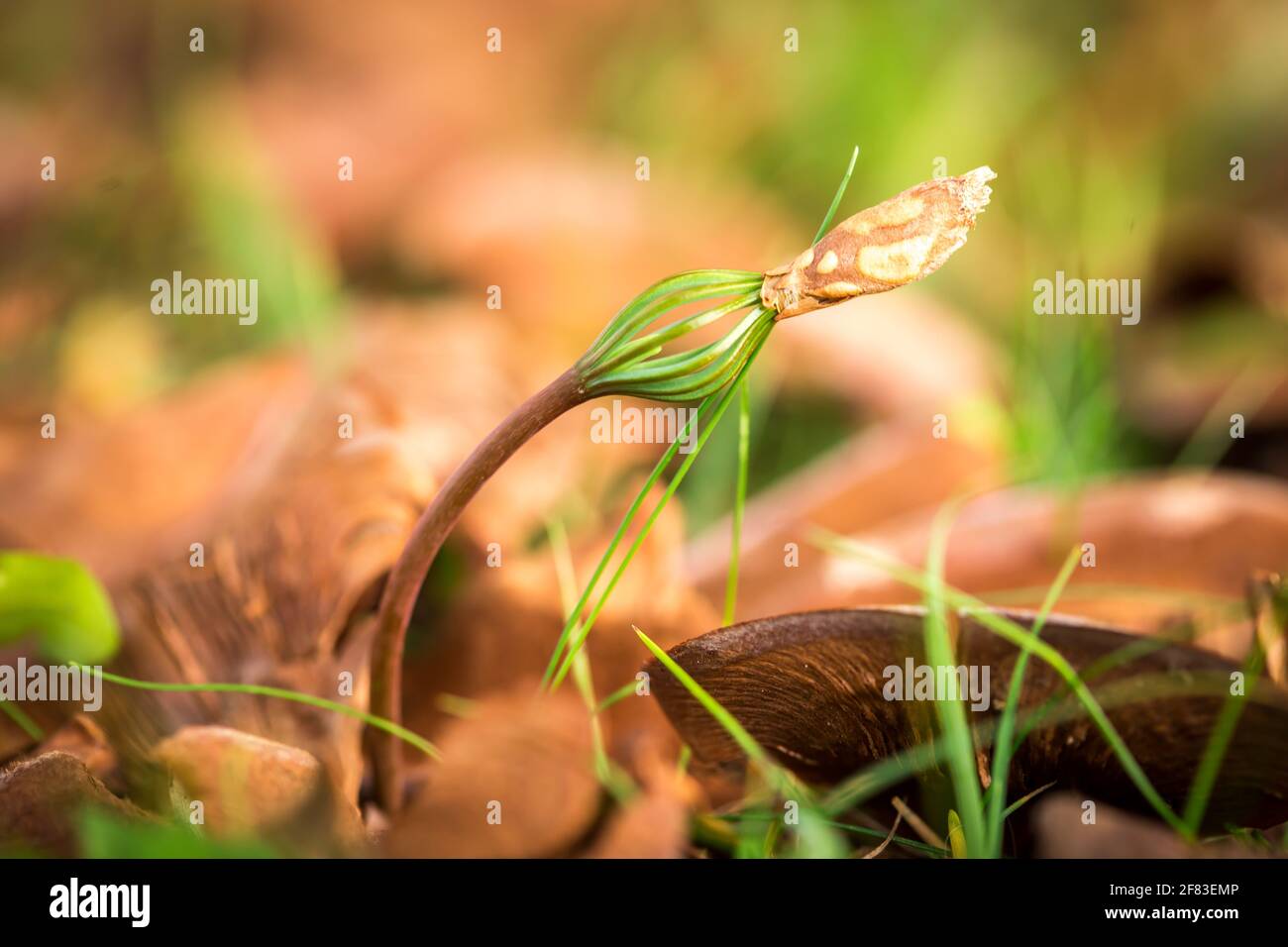 Newly sprouted young pine trees Stock Photo