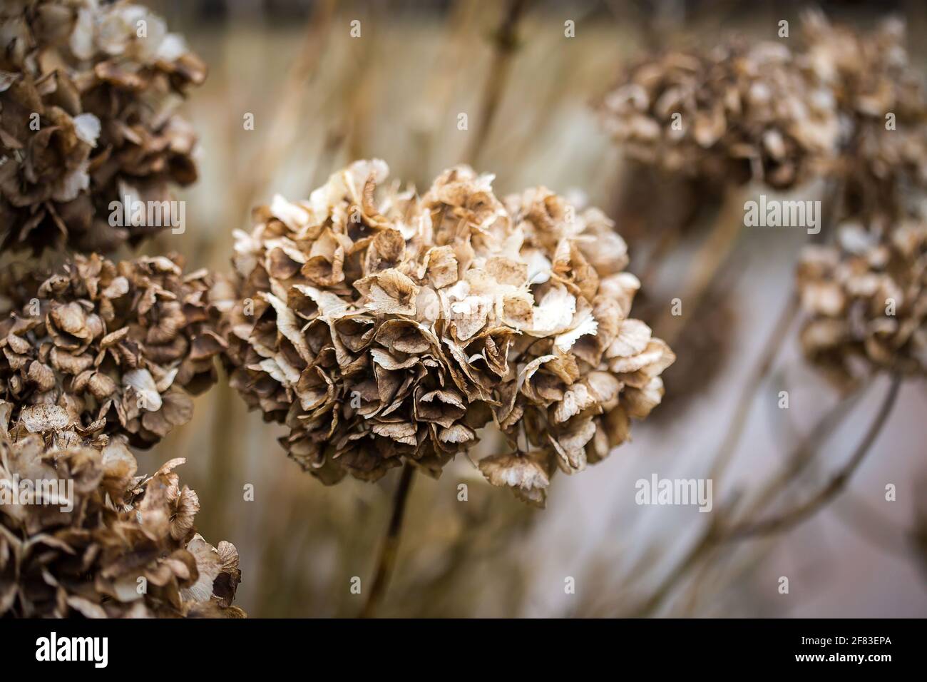 Dry hydrangea flowers in the garden Stock Photo Alamy