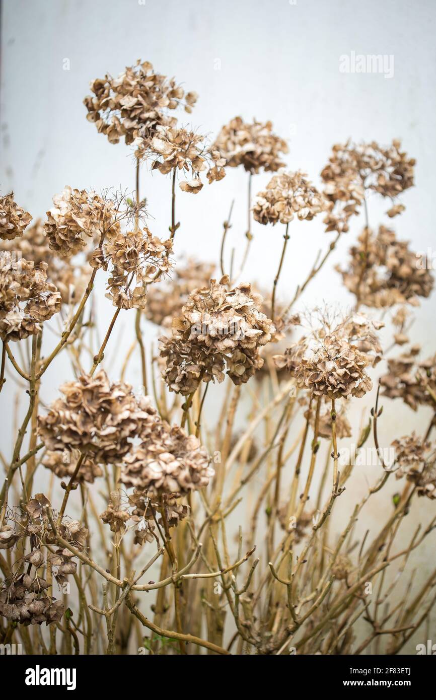 Dry hydrangea flowers in the garden Stock Photo Alamy