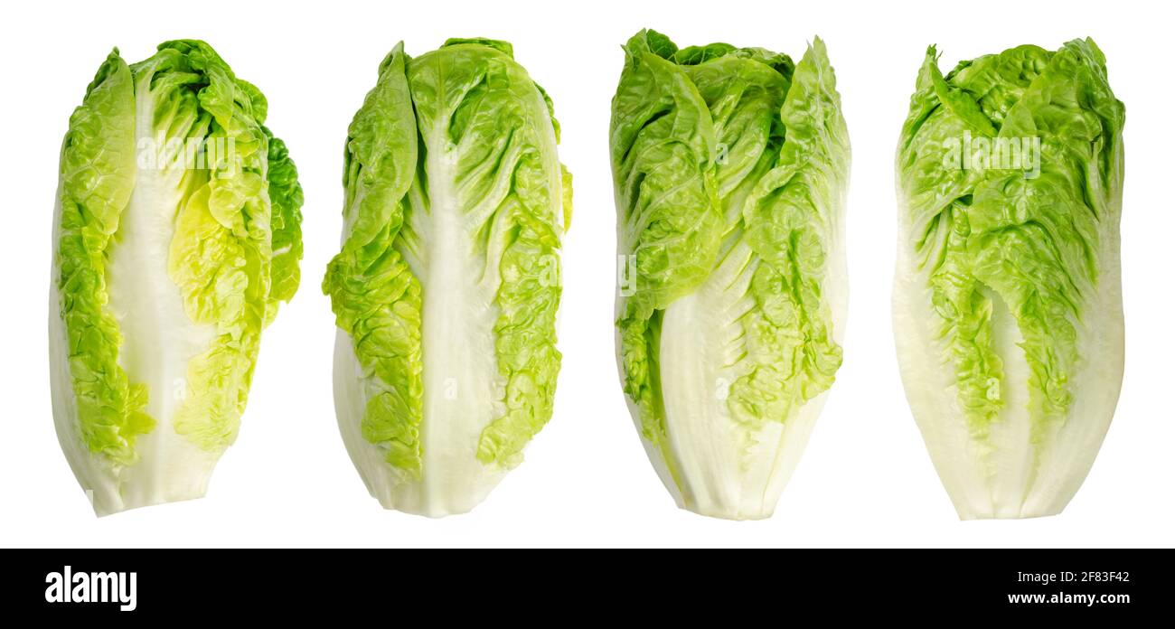 Group of Romaine lettuce hearts in a row. Four tall cos lettuce heads, of sturdy dark green leaves with firm ribs down their centers. Lactuca sativa. Stock Photo