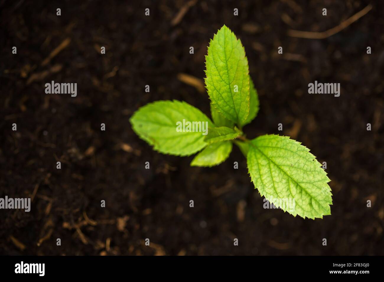 Small apple tree growing view from above Stock Photo