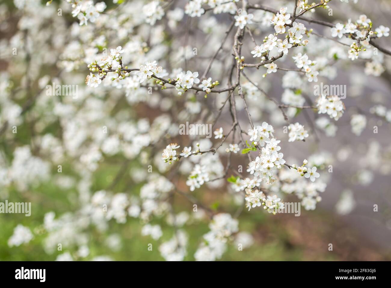 Prunus spinosa, called blackthorn or sloe, is a species of flowering plant in the rose family Rosaceae Stock Photo
