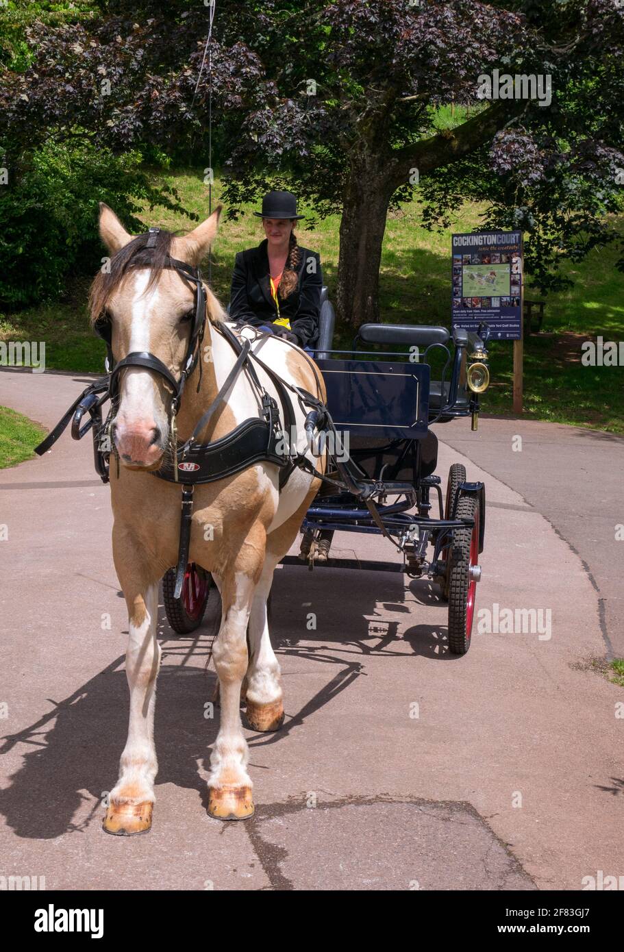 Rider with Horse & Carriage Ride in The Historic Village of Cockington, Torquay, Devon, England, UK, Stock Photo