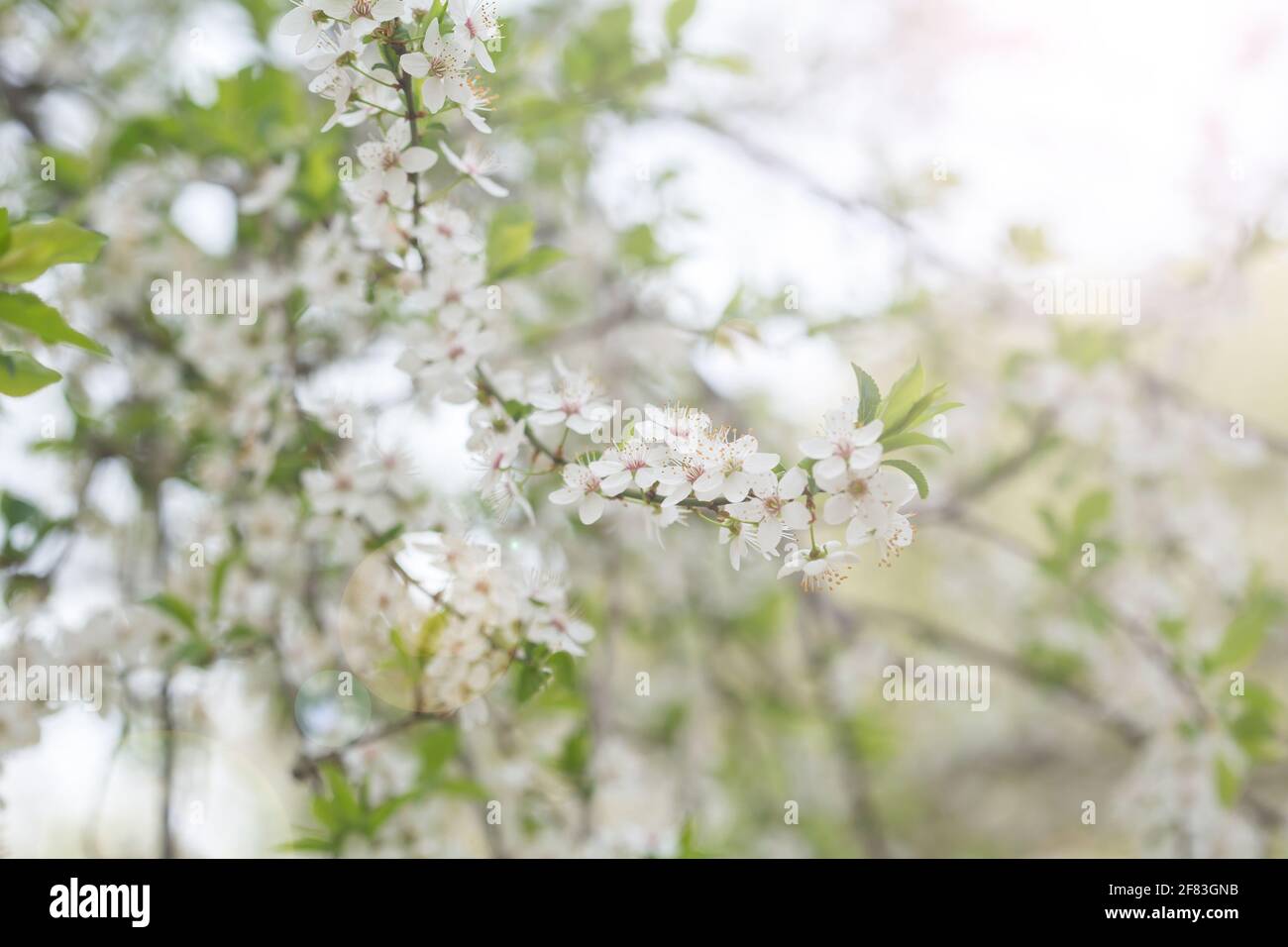 Prunus spinosa, called blackthorn or sloe, is a species of flowering plant in the rose family Rosaceae Stock Photo