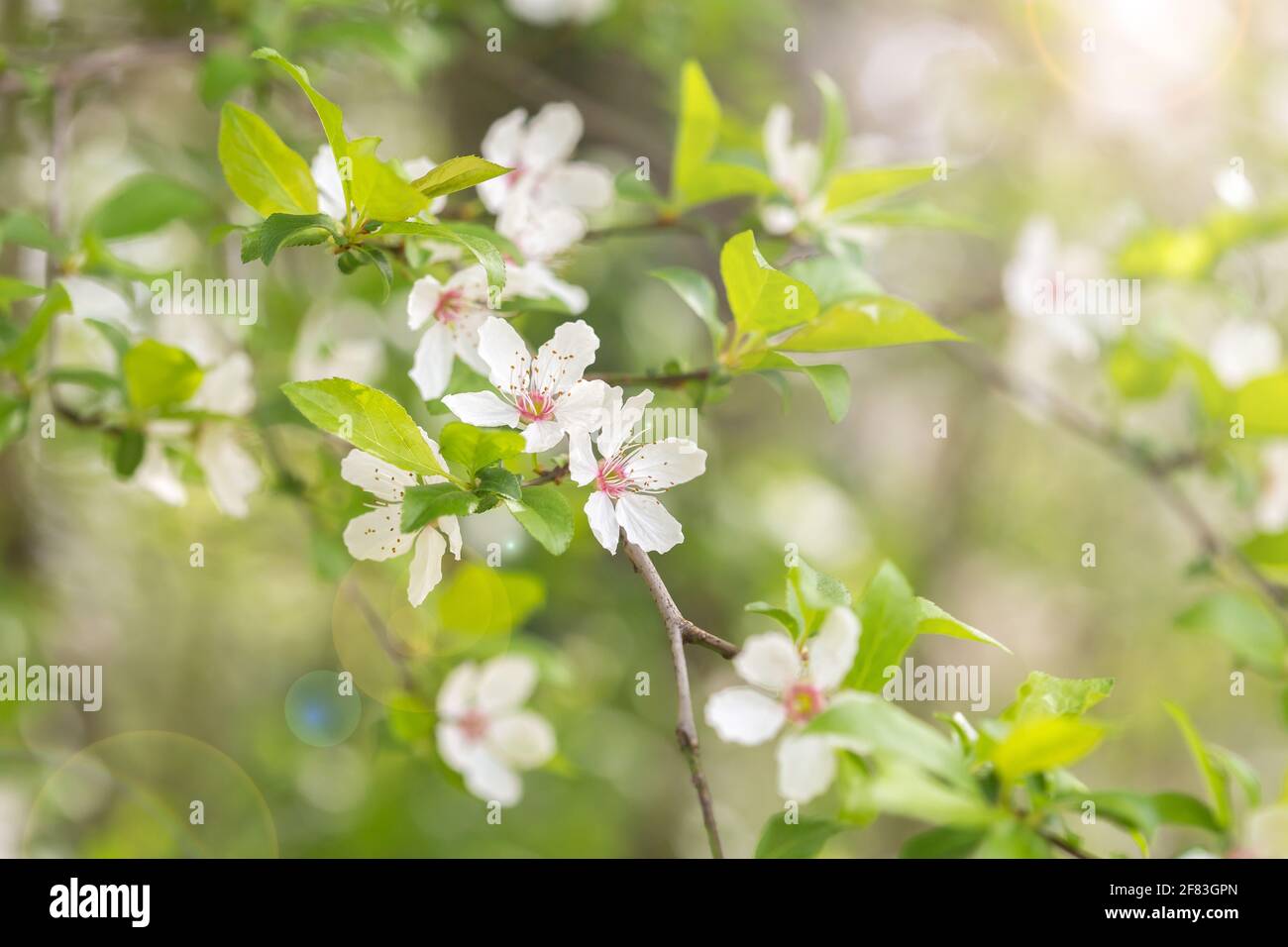 Prunus cerasifera, abundant white flowers blossom in spring Stock Photo