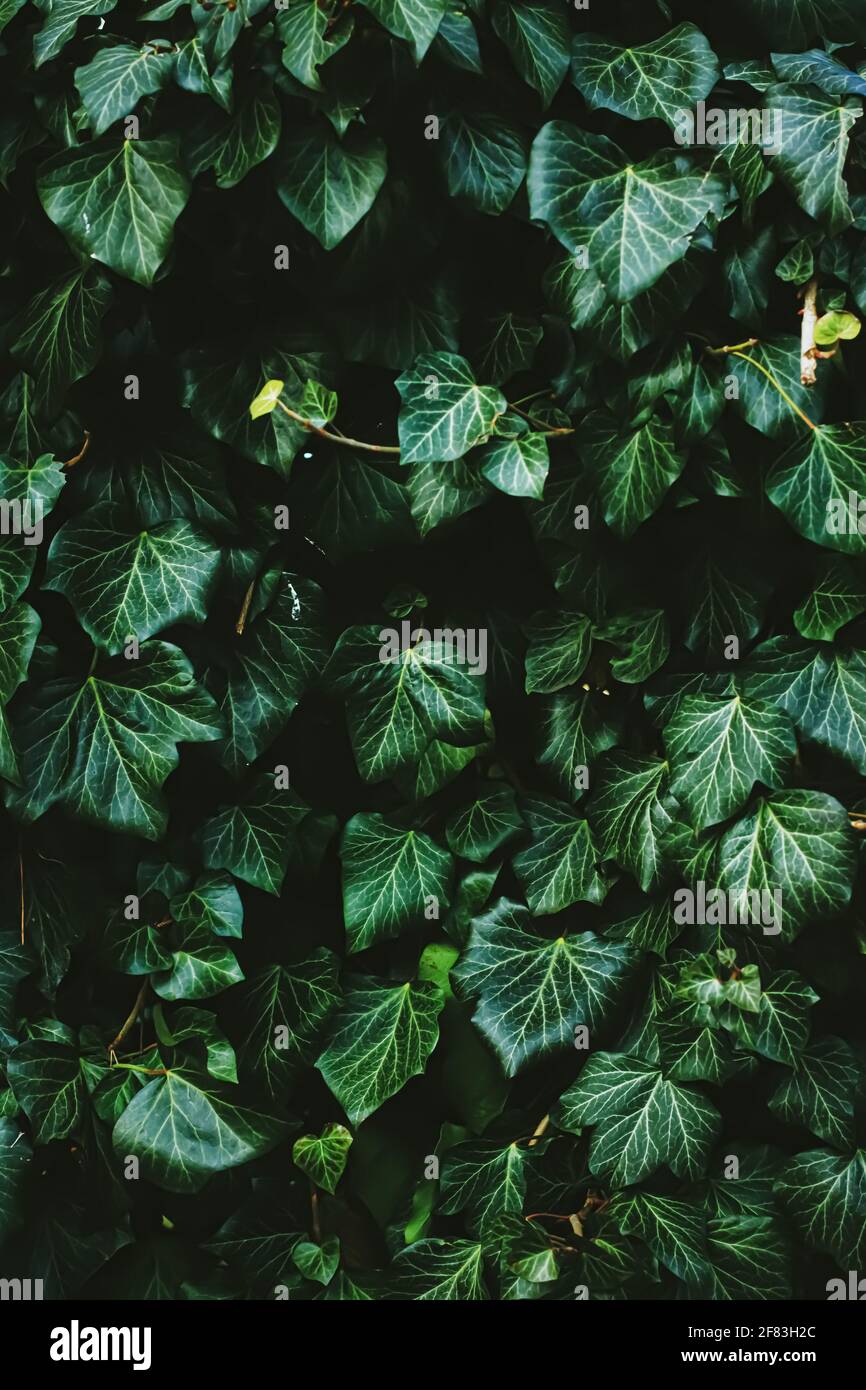 Green shrub wall as plant texture, nature background and botanical