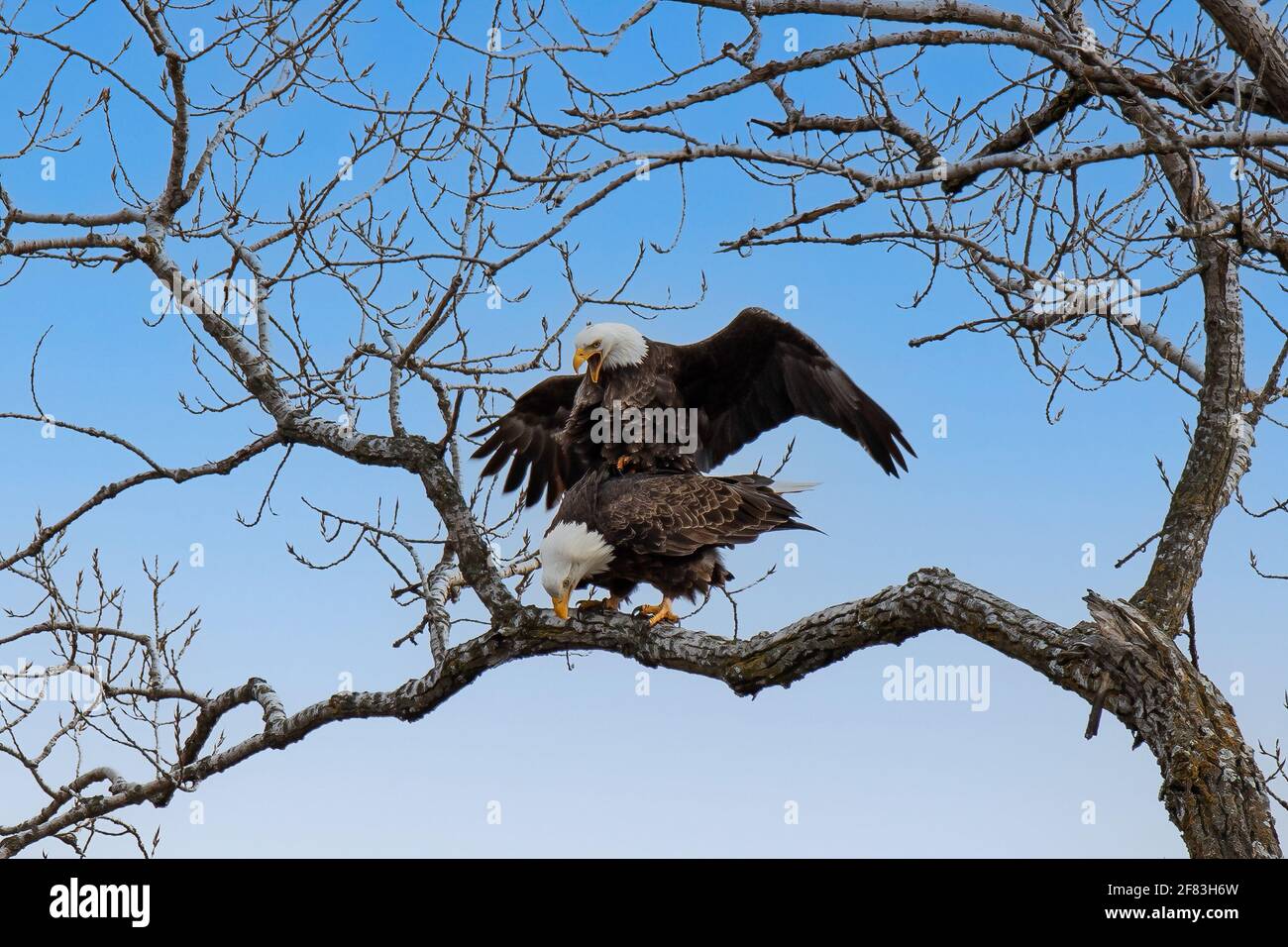 A pair of bald eagles mating on the branch of a tree. Stock Photo